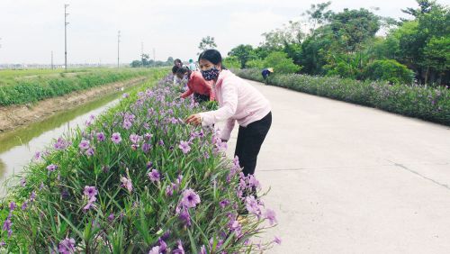 Thuận Thành - Bắc Ninh: Phụ nữ Đình Tổ xây dựng Nông thôn mới - Con đường hoa tuyệt đẹp