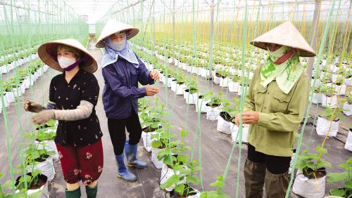 Bắc Ninh: Tích tụ ruộng đất, thúc đẩy phát triển nông nghiệp hàng hóa - Điển hình ông Bùi Xuân Quế, Phạm Huy Minh, bà Nguyễn Thị Nguyệt